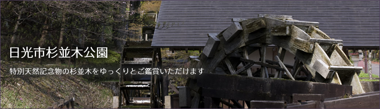 日光市杉並木公園 ~特別天然記念物の杉並木をゆっくりとご鑑賞いただけます